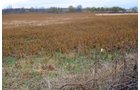 Property photo 37 - 80 Acres & Home - Property Offered in 4 Tracts from 2.3 to 30.0 Acres